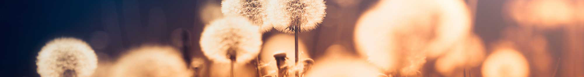 close of dandelions backlit by the sun